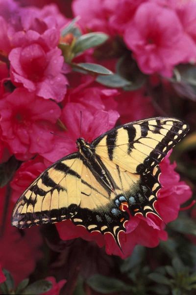 Pennsylvania Swallowtail butterfly on azalea